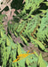 Image for Tarmogoyf Art Card (Gold-Stamped Signature) (52) (Art Series: Reality Fracture) (ASFRA) - Magic: The Gathering