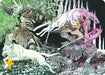 Image for Ferocity of the Hunt Art Card (Gold-Stamped) (26) (Art Series: Reality Fracture) (ASFRA) - Magic: The Gathering